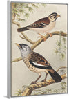 "Twee Vogels op Takken (1878–1917)", Theo van Hoytema