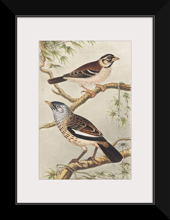 "Twee Vogels op Takken (1878–1917)", Theo van Hoytema