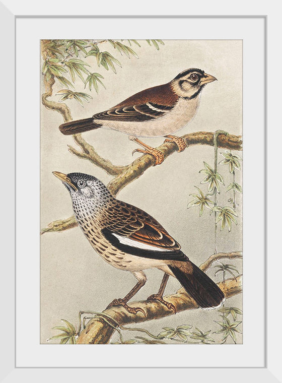 "Twee Vogels op Takken (1878–1917)", Theo van Hoytema