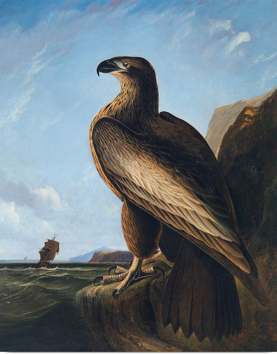 "Washington Sea Eagle (ca. 1836-1839)", John James Audubon