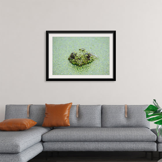 "Turtle in the Water"