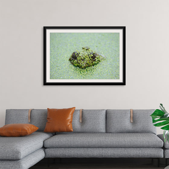 "Turtle in the Water"