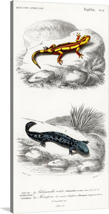 “Fire Salamander (Salamandra Salamandra) and Hellbender Salamander (Cryptobranchus alleganiensis) (1806-1876)” is a beautiful print by Charles Dessalines D’ Orbigny, a French naturalist. The print features two salamanders, one red and yellow, the other black and white, in their natural habitat.