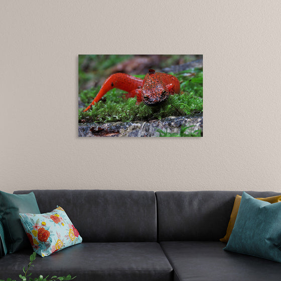 "Black-chinned red salamander", Shannon Welch
