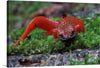 “Black-chinned red salamander” by Shannon Welch is a stunning print that captures the vibrant colors and intricate details of this unique creature. The print showcases the salamander’s striking red body and black chin as it crawls through the mossy forest floor. This print would make a great addition to any nature lover’s collection.