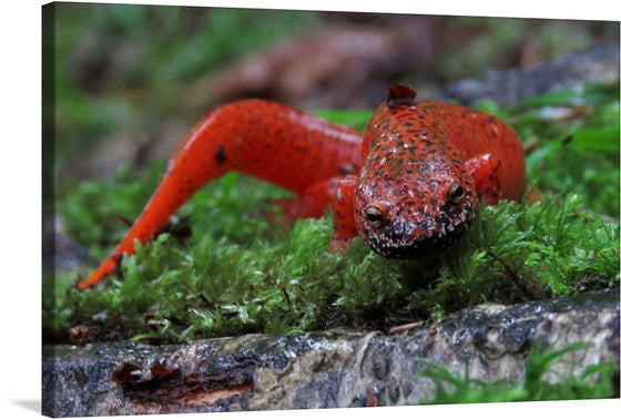 “Black-chinned red salamander” by Shannon Welch is a stunning print that captures the vibrant colors and intricate details of this unique creature. The print showcases the salamander’s striking red body and black chin as it crawls through the mossy forest floor. This print would make a great addition to any nature lover’s collection.