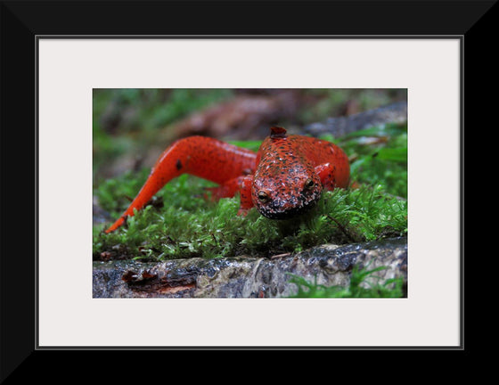 "Black-chinned red salamander", Shannon Welch