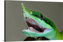  Introducing “Rhinoceros Snake (2010),” a print that captures the raw power and vibrant energy of nature. This artwork features a green snake, its mouth agape in a stunning display of color and form. The snake’s scales, in vivid greens with hints of yellow and blue, showcase an intricate pattern that is rendered with photographic precision. 