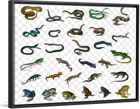 "Reptile animals", Charles Dessalines D'orbigny