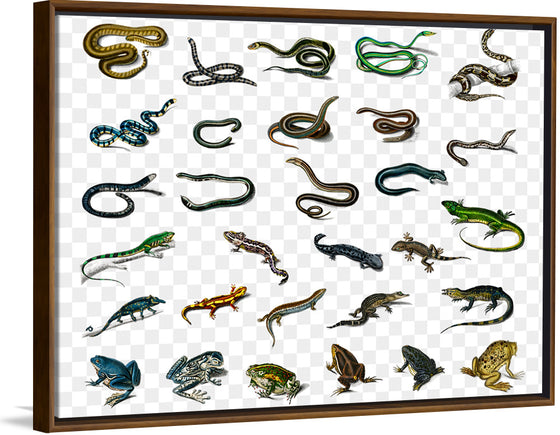 "Reptile animals", Charles Dessalines D'orbigny