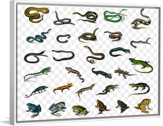 "Reptile animals", Charles Dessalines D'orbigny