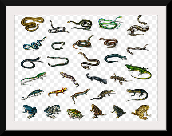 "Reptile animals", Charles Dessalines D'orbigny