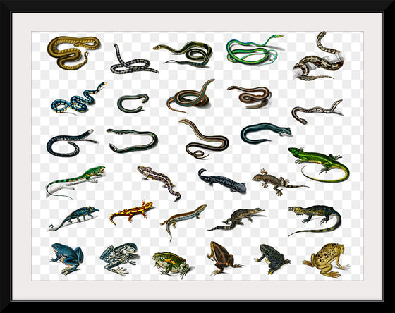 "Reptile animals", Charles Dessalines D'orbigny