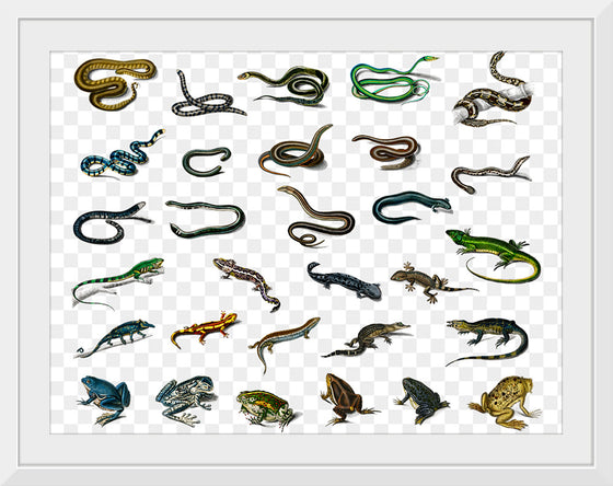 "Reptile animals", Charles Dessalines D'orbigny