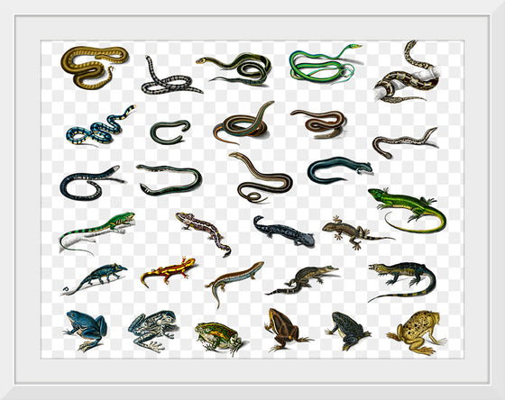 "Reptile animals", Charles Dessalines D'orbigny