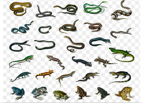 "Reptile animals", Charles Dessalines D'orbigny