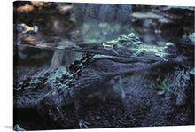  Dive into the enigmatic world of nature with this mesmerizing print capturing a crocodile partially submerged in water, its eyes piercing through the surface with an intense gaze. The artwork, rich in detail and color, encapsulates the raw beauty and power of this majestic creature in its natural habitat. Every scale and ripple is rendered with exquisite detail, offering a glimpse into the silent, yet vibrant life beneath the waters. 