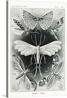  “Tineida–Motten from Kunstformen der Natur (1904)” by Ernst Haeckel is a mesmerizing exploration of the insect world. Within this intricate black-and-white illustration, moths come alive with delicate precision. Each species—whether poised in flight or resting—reveals its unique wing patterns and body structures. 