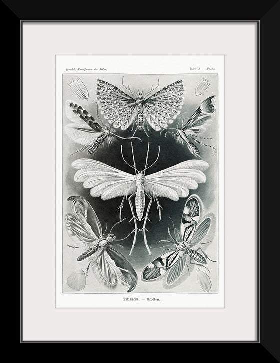 "Tineida–Motten from Kunstformen der Natur (1904)", Ernst Haeckel