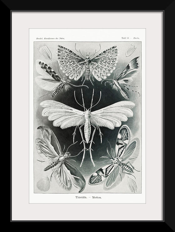 "Tineida–Motten from Kunstformen der Natur (1904)", Ernst Haeckel