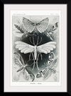 "Tineida–Motten from Kunstformen der Natur (1904)", Ernst Haeckel