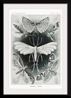 "Tineida–Motten from Kunstformen der Natur (1904)", Ernst Haeckel