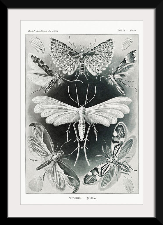 "Tineida–Motten from Kunstformen der Natur (1904)", Ernst Haeckel