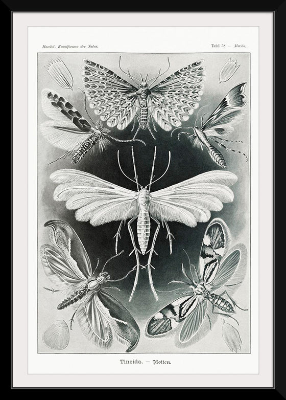 "Tineida–Motten from Kunstformen der Natur (1904)", Ernst Haeckel