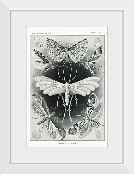 "Tineida–Motten from Kunstformen der Natur (1904)", Ernst Haeckel