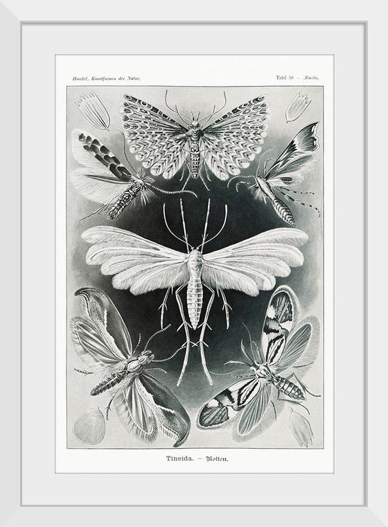 "Tineida–Motten from Kunstformen der Natur (1904)", Ernst Haeckel