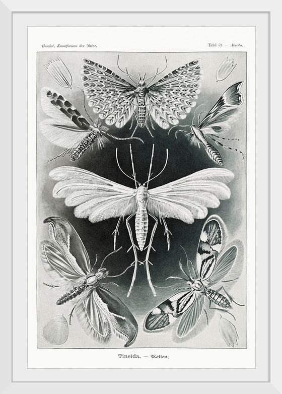 "Tineida–Motten from Kunstformen der Natur (1904)", Ernst Haeckel