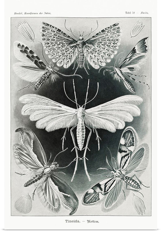 "Tineida–Motten from Kunstformen der Natur (1904)", Ernst Haeckel