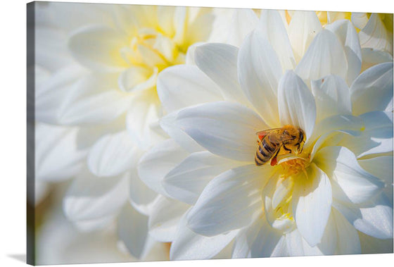 “Nature’s Ballet”: Immerse yourself in the serene beauty of “A Bee Pollinates a Dahlia on Summer Dreams Farm” by Preston Keres. This exquisite print captures the delicate dance between nature’s finest blossoms and their industrious pollinators. Every petal, awash with the gentle hues of summer, seems to unfurl before your eyes, inviting a moment of tranquil reflection. The meticulous detail encapsulates the bee’s tender embrace of the dahlia, epitomizing nature’s harmonious ballet.
