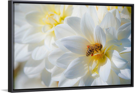 "A Bee Pollinates a Dahlias on Summer Dreams Farm", Preston Keres