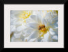 "A Bee Pollinates a Dahlias on Summer Dreams Farm", Preston Keres