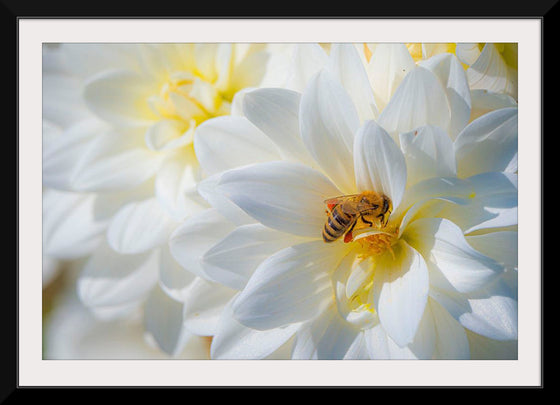 "A Bee Pollinates a Dahlias on Summer Dreams Farm", Preston Keres