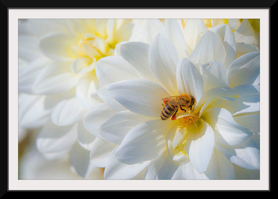 "A Bee Pollinates a Dahlias on Summer Dreams Farm", Preston Keres