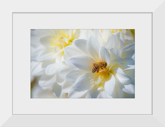 "A Bee Pollinates a Dahlias on Summer Dreams Farm", Preston Keres