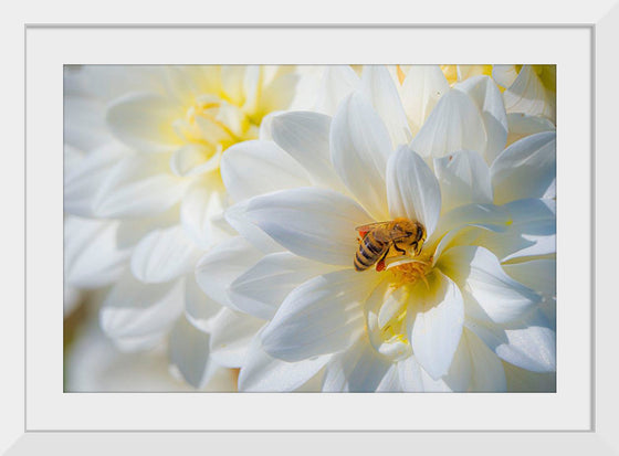 "A Bee Pollinates a Dahlias on Summer Dreams Farm", Preston Keres