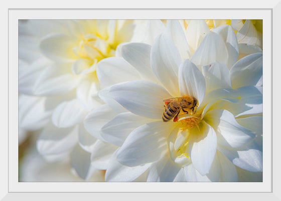 "A Bee Pollinates a Dahlias on Summer Dreams Farm", Preston Keres