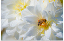 "A Bee Pollinates a Dahlias on Summer Dreams Farm", Preston Keres