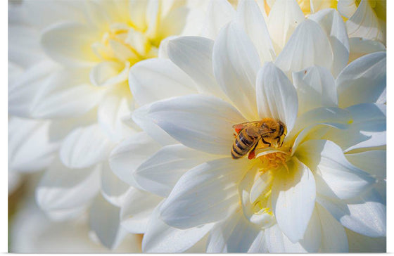 "A Bee Pollinates a Dahlias on Summer Dreams Farm", Preston Keres