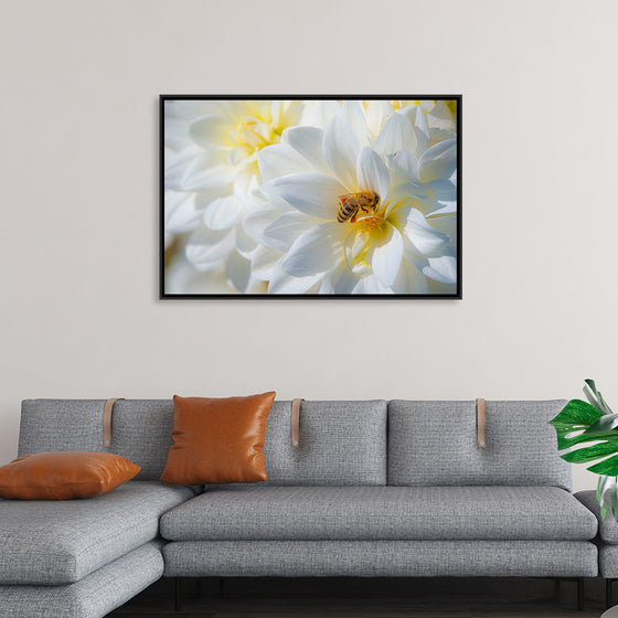 "A Bee Pollinates a Dahlias on Summer Dreams Farm", Preston Keres