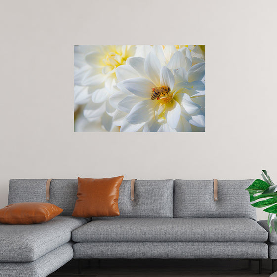 "A Bee Pollinates a Dahlias on Summer Dreams Farm", Preston Keres