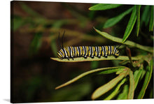  Immerse yourself in the intricate beauty of nature with this exquisite print capturing a vibrant caterpillar gracefully poised on a leaf. The meticulous detail showcases the caterpillar’s striking yellow and black stripes, while the lush greenery provides a serene backdrop.