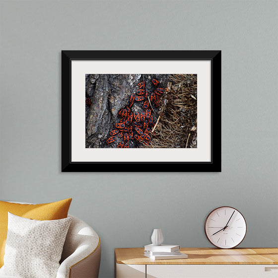 "Fire Bug Beetle in the Woods"