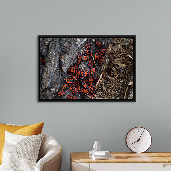 "Fire Bug Beetle in the Woods"