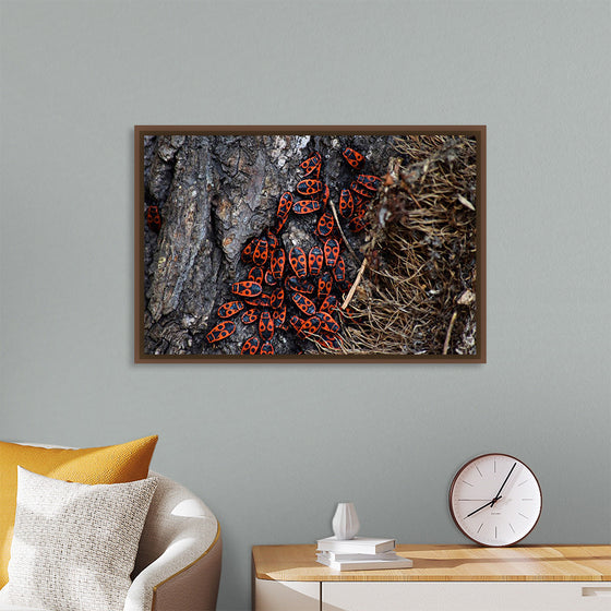 "Fire Bug Beetle in the Woods"