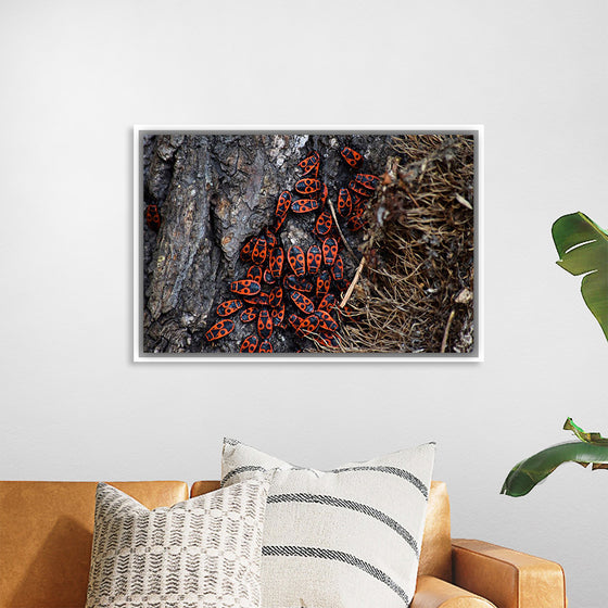 "Fire Bug Beetle in the Woods"