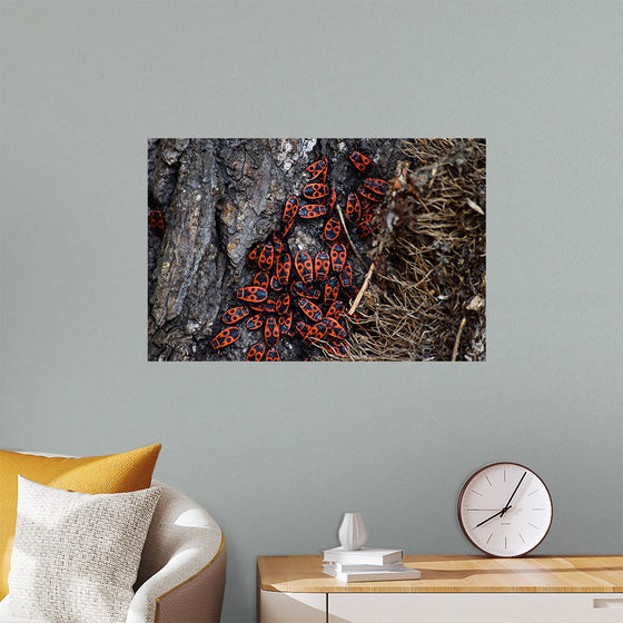 "Fire Bug Beetle in the Woods"